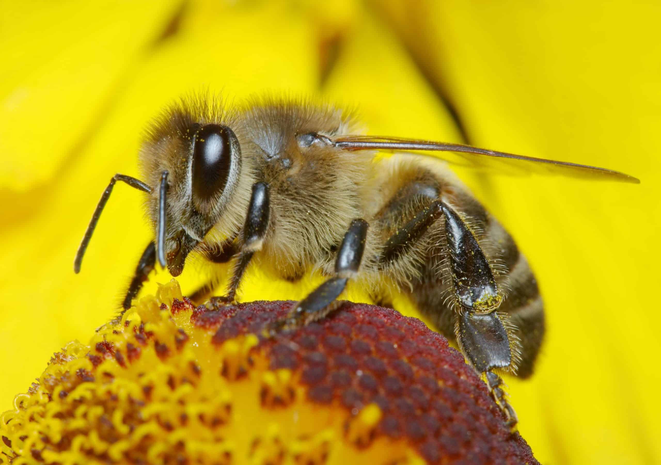 bee-covered-in-pollen - Fertilizer for Less