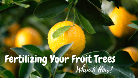 When and How to Fertilize your Fruit Trees by Fertilizer for Less