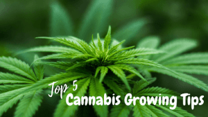top 5 cannabis growing tips