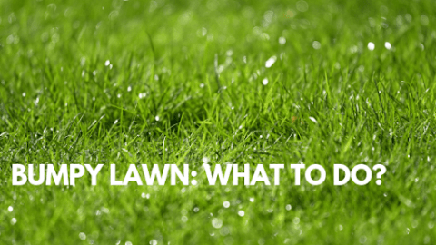 What's the Best Way to Smooth Out a Bumpy Lawn? Find out Here: