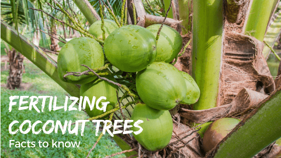 What’s The Best Fertilizer for Coconut Trees? Each Coconut Palm Tree ...