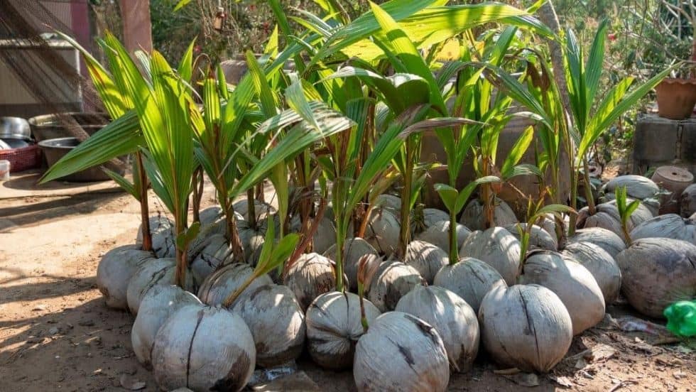 what-s-the-best-fertilizer-for-coconut-trees-each-coconut-palm-tree