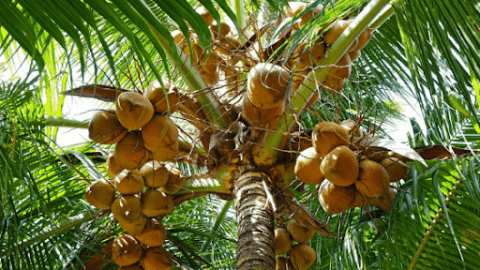 What’s The Best Fertilizer for Coconut Trees? Each Coconut Palm Tree ...