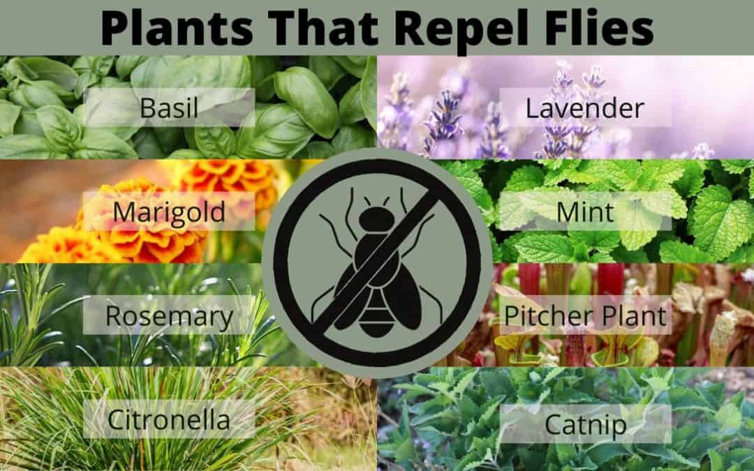 10 Plants That Repel Flies & Mosquitoes 2024 [Advice|category]