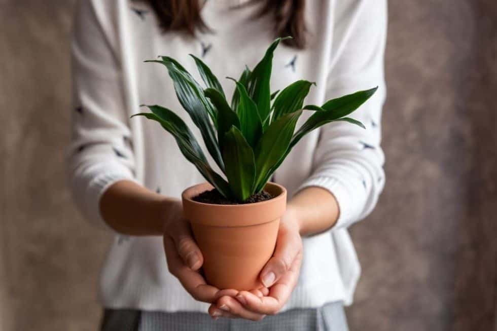 Dracaena Plant Care - How to Grow Dracaena Indoors [A Complete Guide]